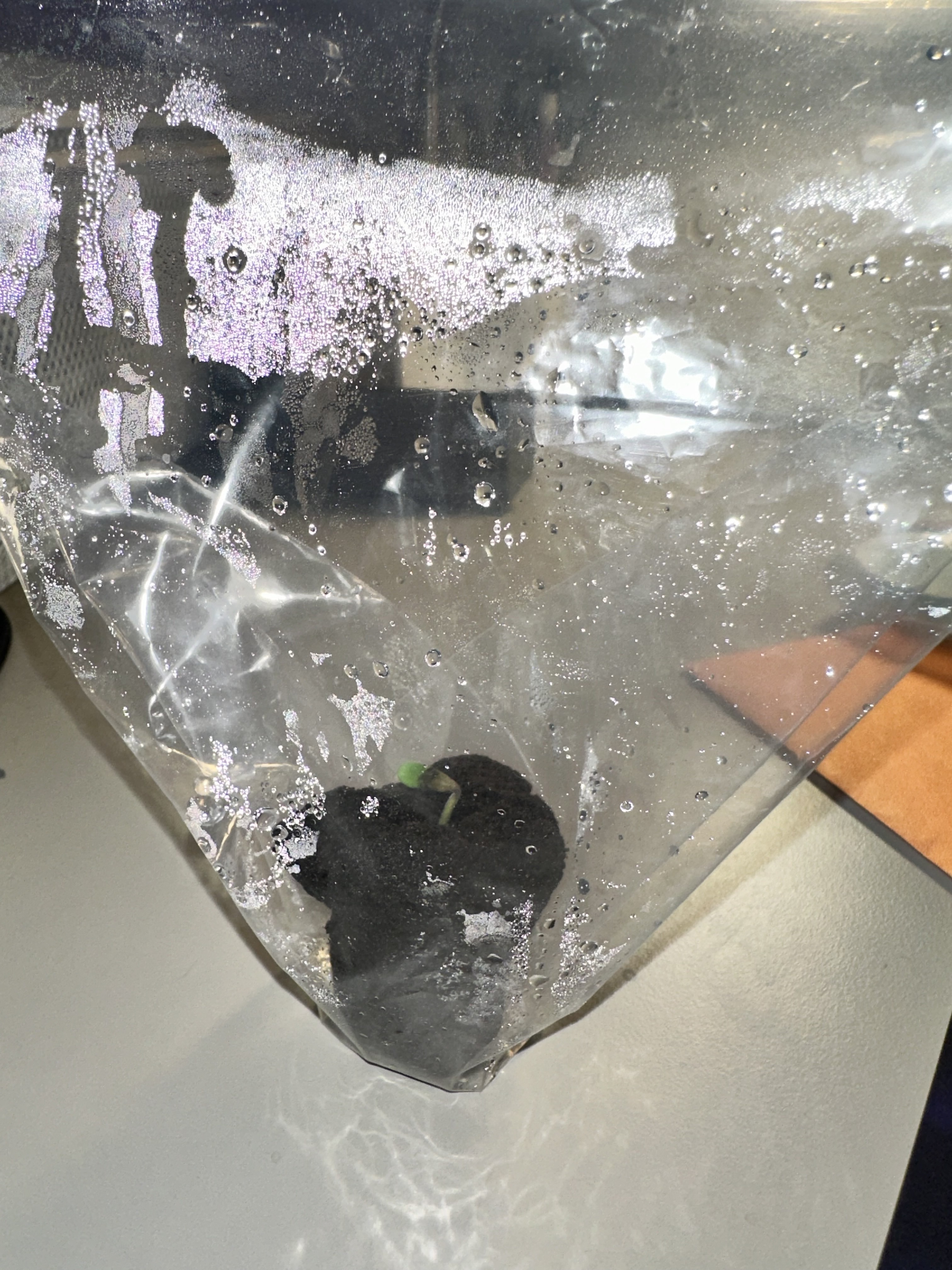 Seed germination bag setup