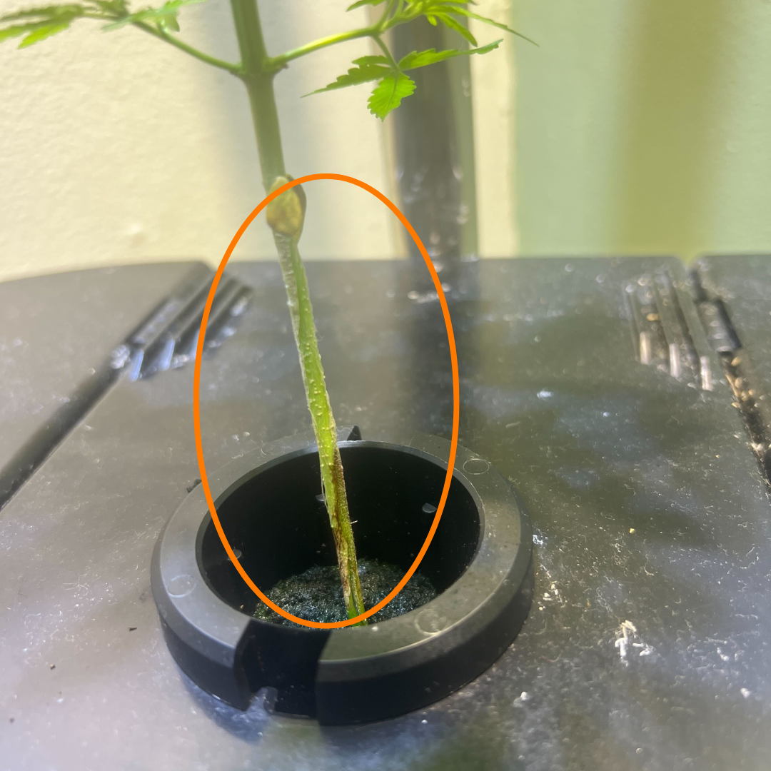 Stem rot example